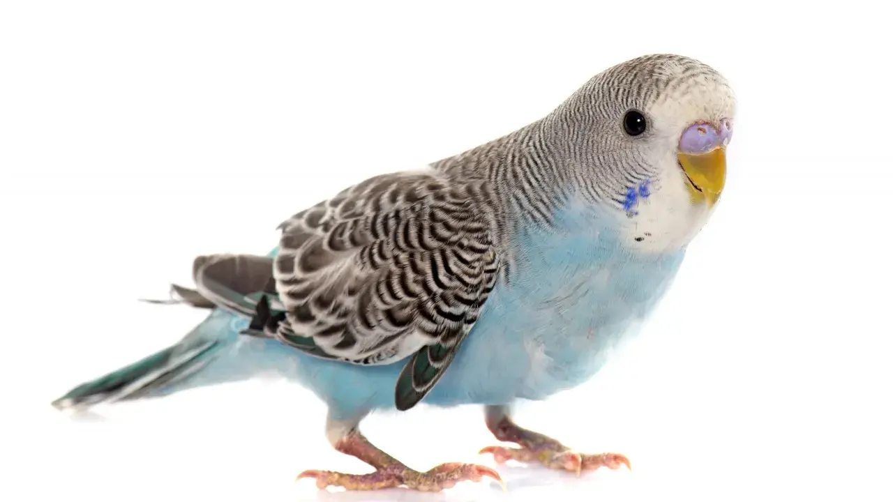 Un adorabile parrocchetto ondulato femmina, con piumaggio azzurro e grigio, posa su sfondo bianco.