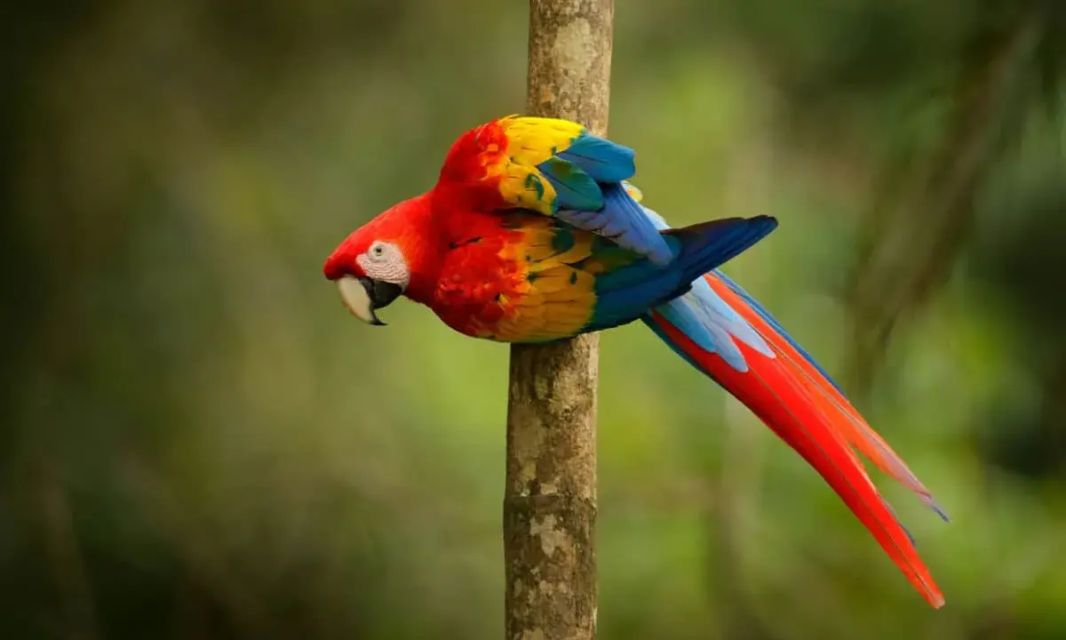 Un coloratissimo pappagallo ara scarlatta, tra i pappagalli che parlano, si aggrappa a un tronco d'albero nella foresta pluviale.