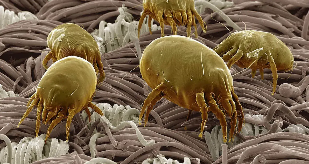 Acari cocorite, minuscoli abitanti del nostro ambiente, si muovono tra le fibre di un tessuto, invisibili a occhio nudo.