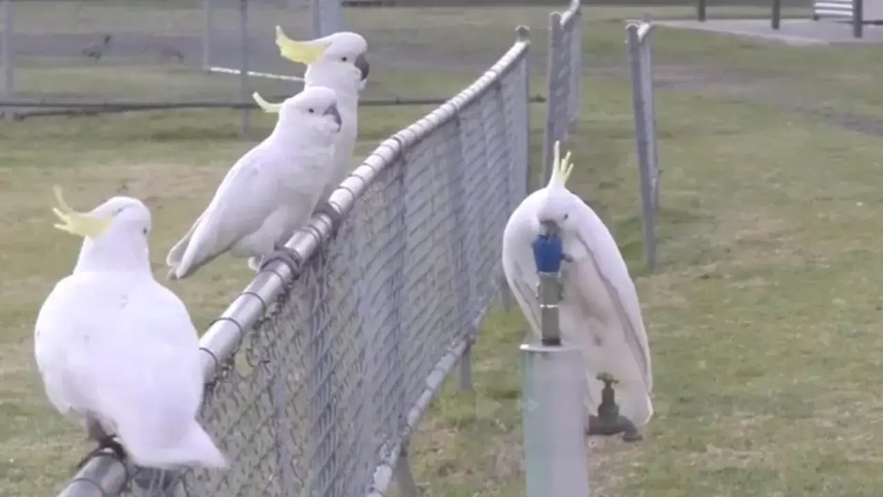 Un gruppo di cacatua bianchi con creste gialle si posa su una recinzione. Uno di loro, un cacatua parla, beve da un rubinetto.