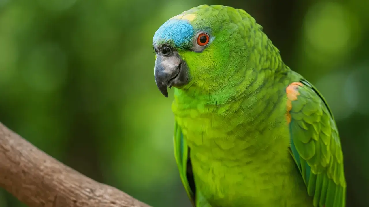Un pappagallo verde brillante con un tocco di blu sulla testa, seduto su un ramo. Ecco come vede un pappagallo il mondo.