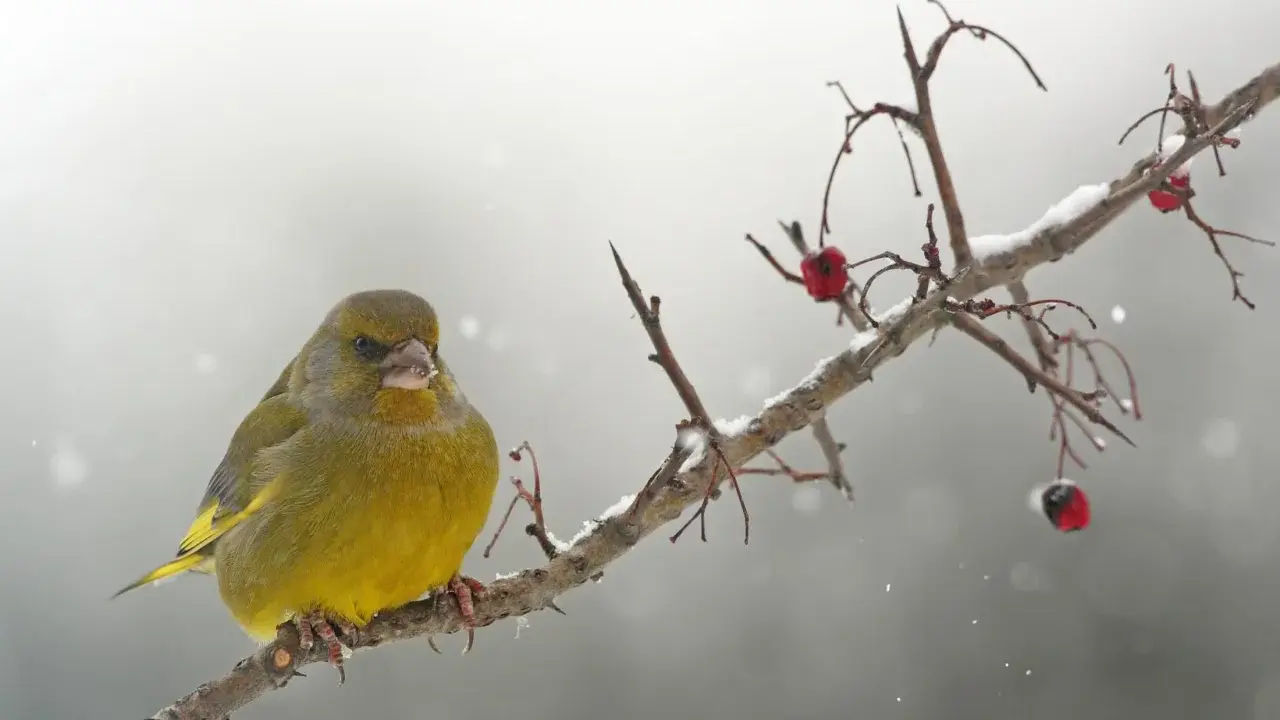 Un verdone, uno dei tanti uccelli che sfidano il freddo, si posa su un ramo innevato, con bacche rosse come unico nutrimento.