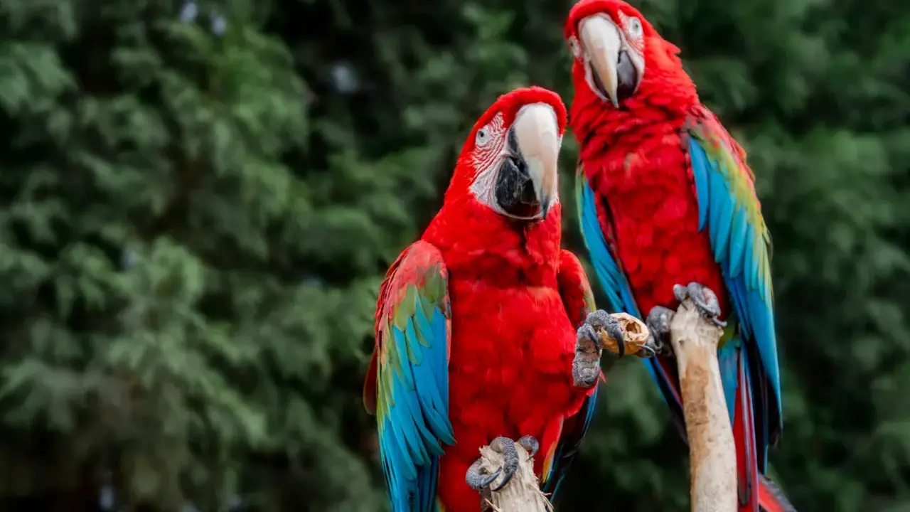 Due ara ararauna, con piume rosse, blu e verdi, si posano su un ramo. Uno tiene una noce tra gli artigli.
