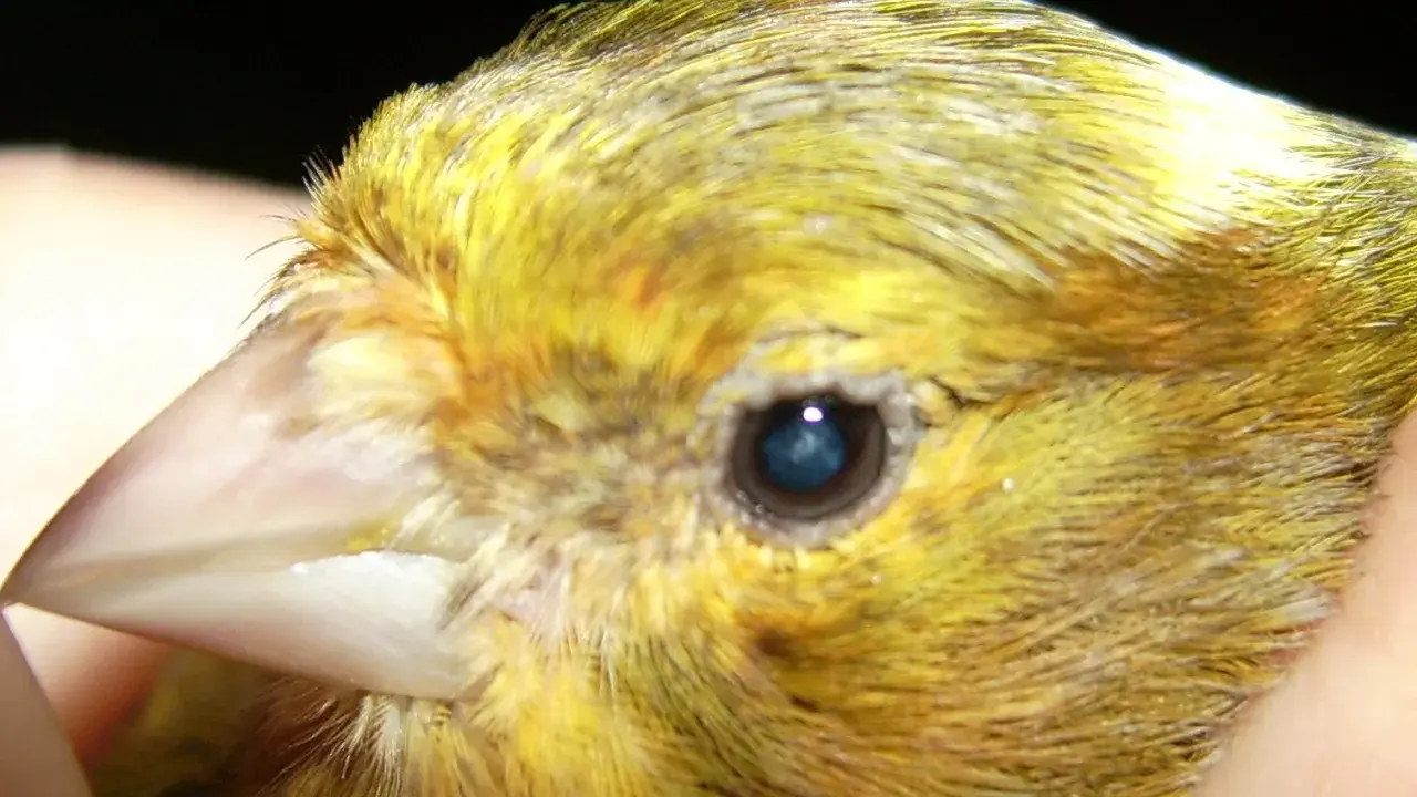 Primo piano del becco e dell'occhio di un canarino giallo, utile per identificare malattie dei canarini immagini.