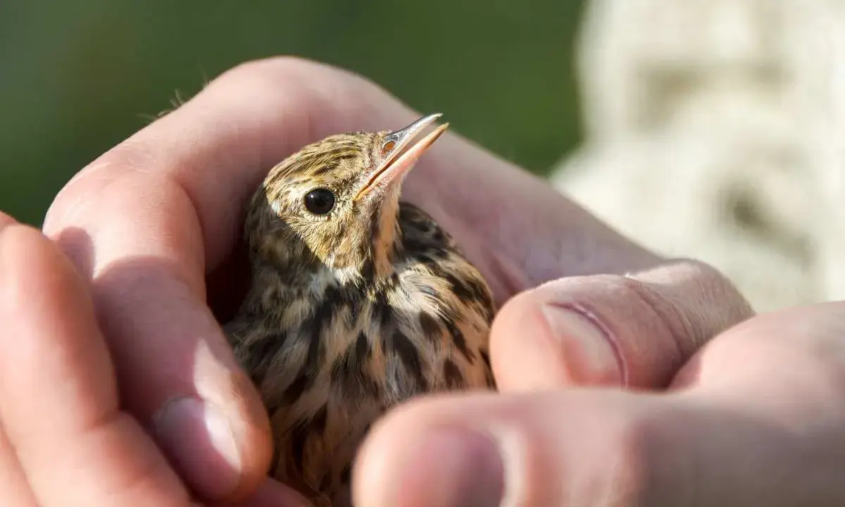 Un piccolo uccellino tenuto tra le mani, con il becco aperto, sembra chiedere "perché il pappagallo muove la testa su e giù?".