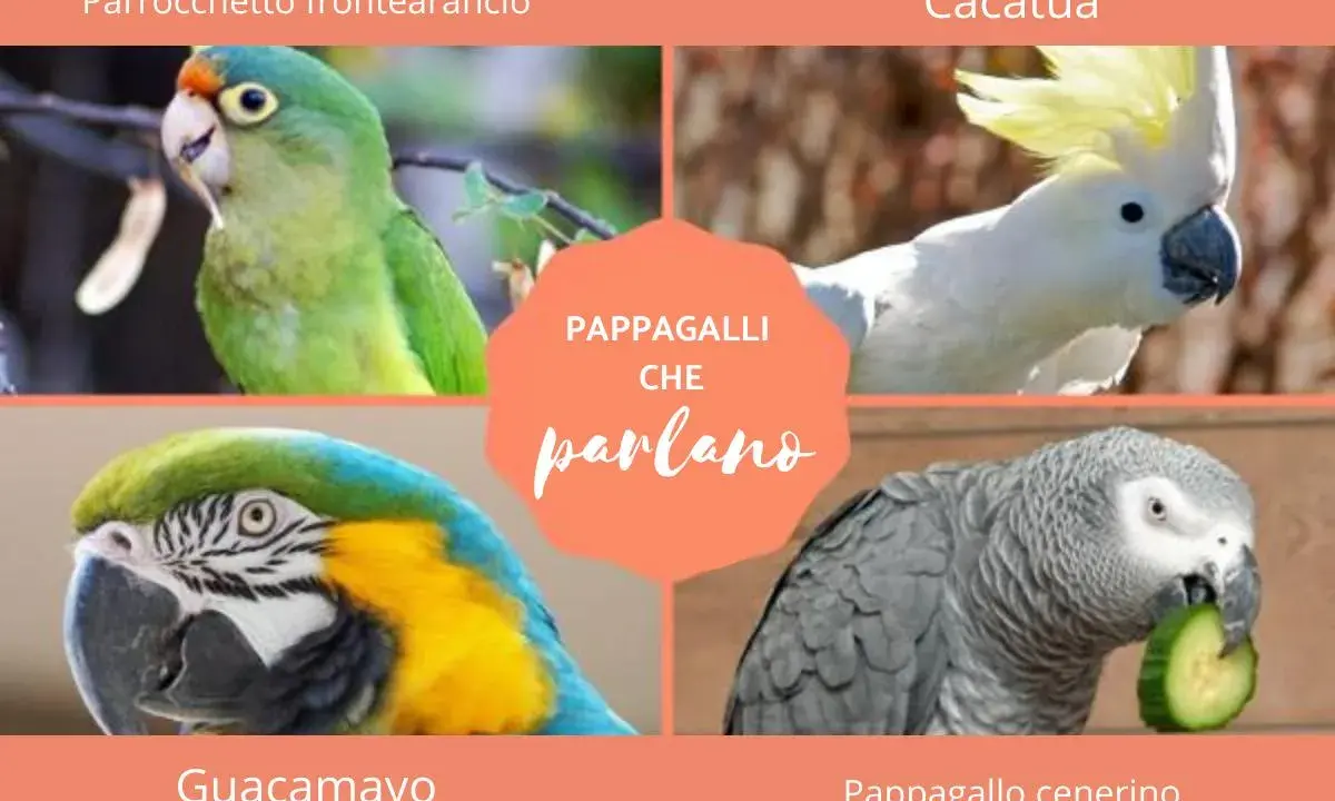 Quattro pappagalli: un parrocchetto frontearancio, un cacatua, un guacamayo e un pappagallo cenerino che mangia un cetriolo.