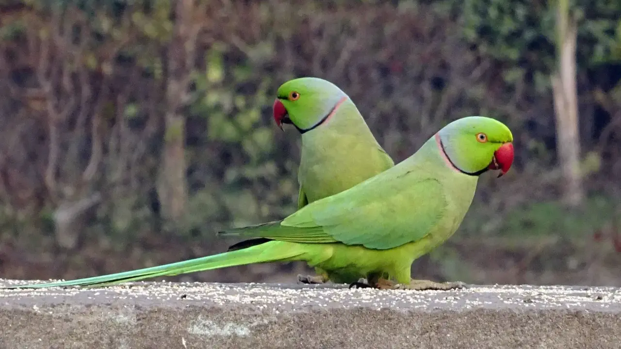 Due parrocchetti dal collare parlano tra loro, con becchi rossi e piume verdi brillanti.