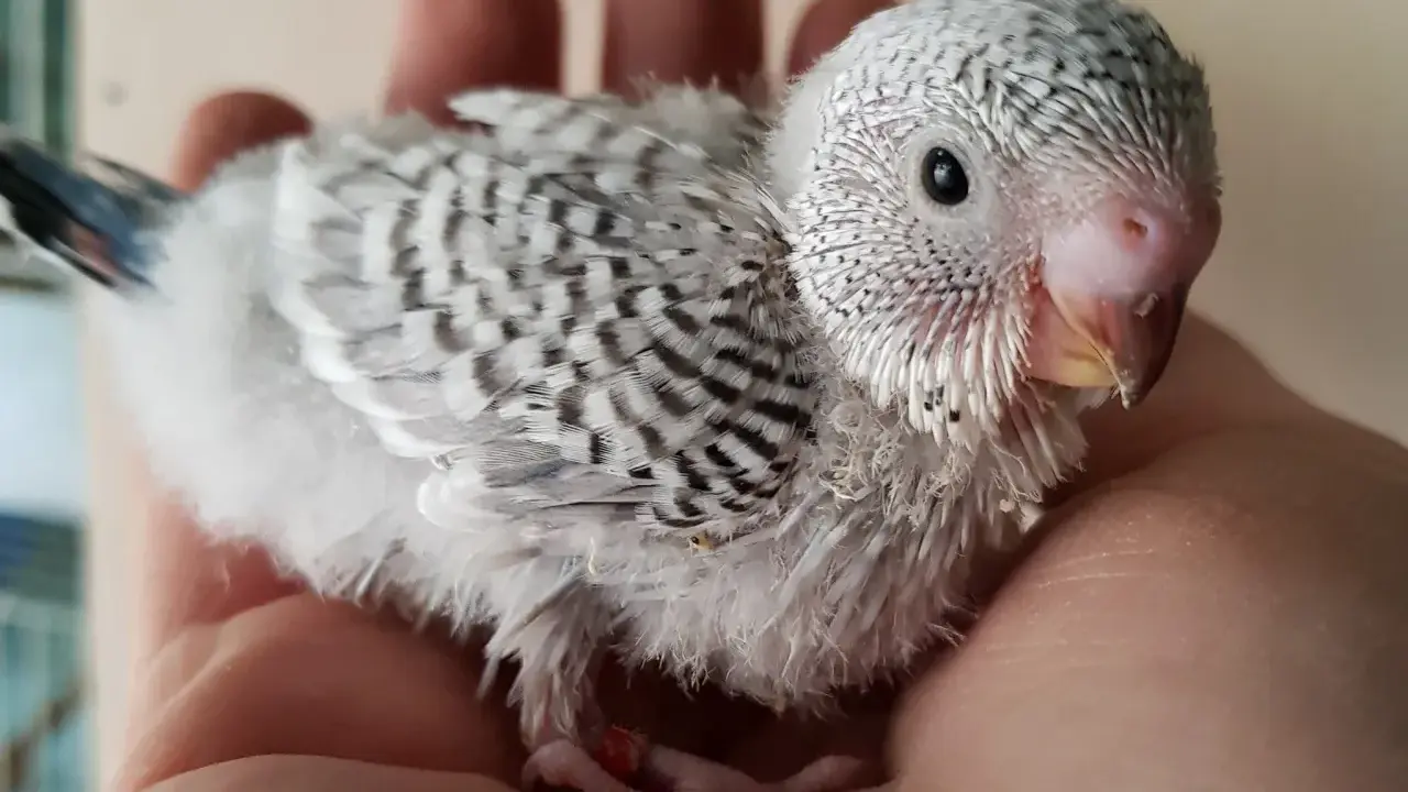 Una tenera cocorita grigia, con piume soffici e striature scure, riposa su una mano.