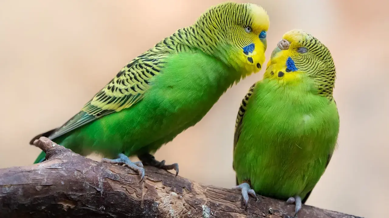 Due uccelli da voliera esterna, pappagallini verdi, si scambiano un tenero sguardo su un ramo.