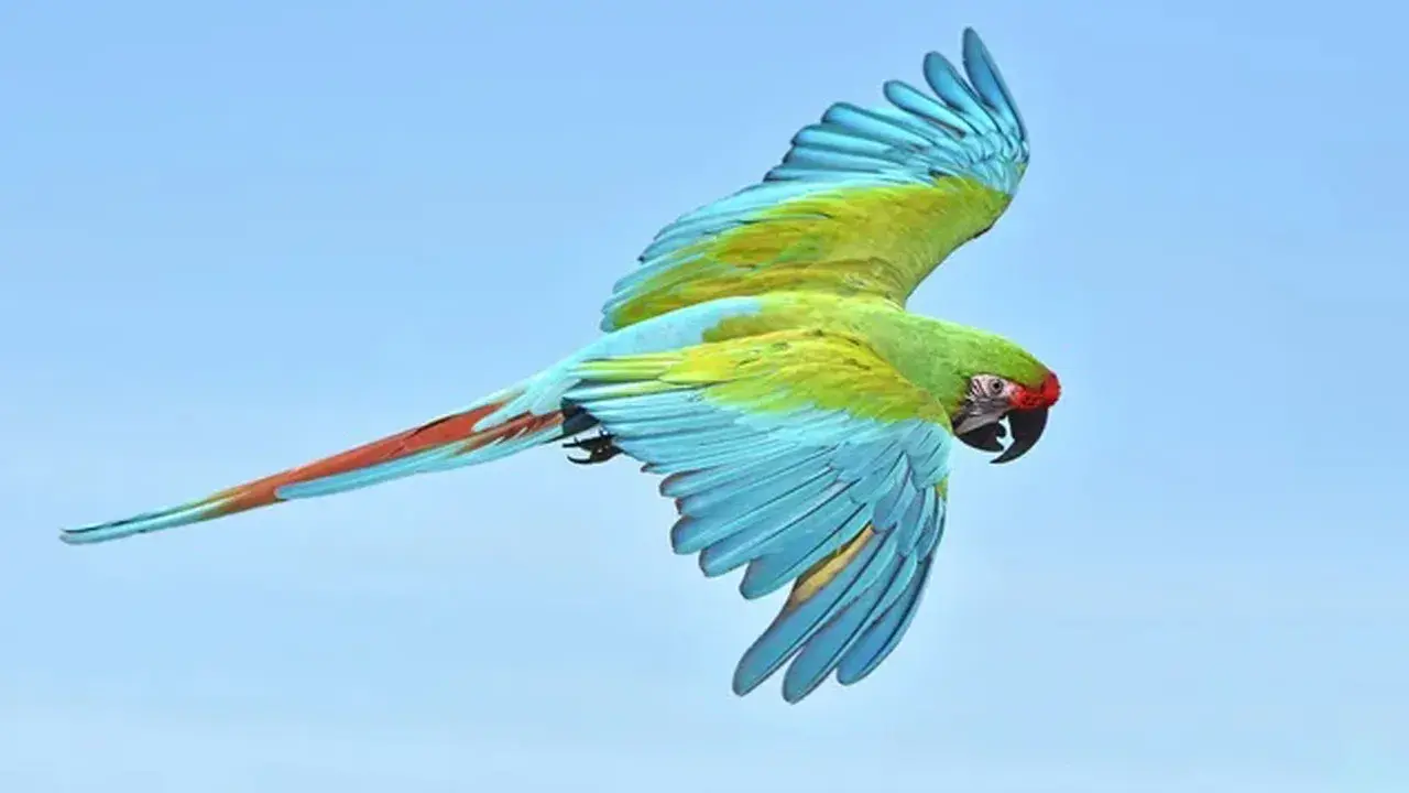 Un magnifico ara militare con piume verdi, blu e rosse vola libero nel cielo azzurro.