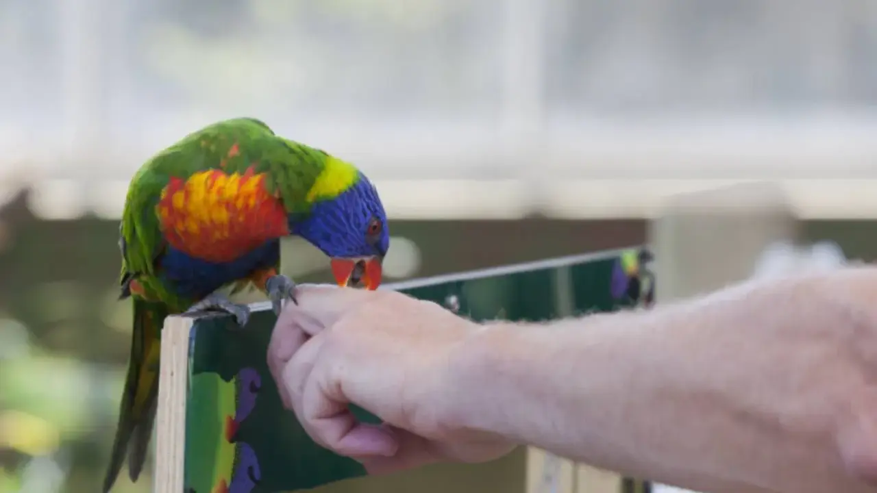 Un colorato pappagallo arcobaleno, con becco rosso, sembra che il pappagallo morde dita di una mano tesa.