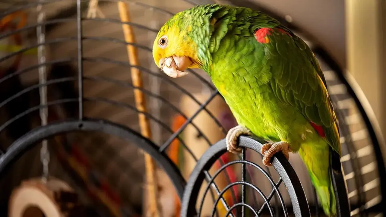 Pappagallo verde con testa gialla appollaiato sulla gabbia. Chissà come si chiama il verso del pappagallo?