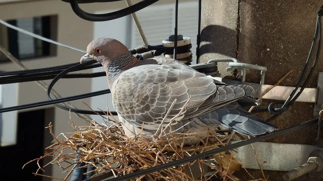 Un piccione vigila sul suo nido di ramoscelli, costruito tra i cavi elettrici su un palo.