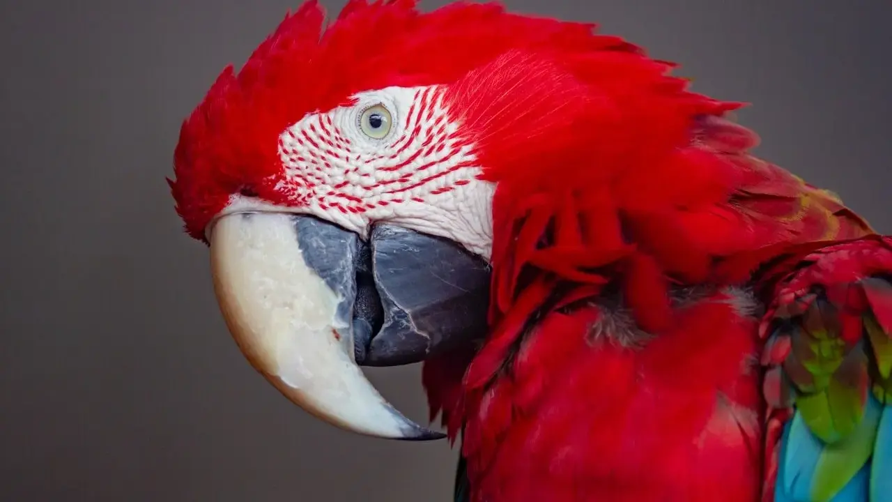 Pappagallo ara rosso con piume vivaci. Chissà quanto vive un pappagallo ara, forse abbastanza da vedere tante albe come questa.