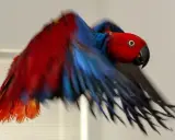 Pappagallo inseparabile con piume rosse e blu, in volo. Un'immagine che evoca la fragilità della vita, quasi una morte improvvisa.