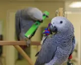 Due pappagalli africani, uno in primo piano, l'altro gioca con un oggetto verde.