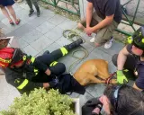 Vigili del Fuoco soccorrono un cane spaventato, forse un cardellino pullo, legato con una corda.