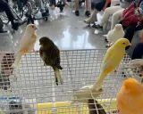 Canarini di vari colori, arancioni, gialli, bianchi e verdi, in gabbia. Forse un momento di accoppiamento canarini.