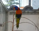 Un pappagallo arcobaleno, con piume vivaci, si posa su un ramo. La sua testa blu e arancione spicca. Questi uccelli colorati sono un esempio di come la natura crei meraviglie, quasi fossero "estrusi" da un sogno.