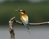Un colorato uccello insettivoro, un gruccione, tiene una libellula nel becco mentre è appollaiato su un ramo.