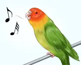 Cocorita colorata canta felice, con note musicali che escono dal suo becco. Impara come addestrare una cocorita con pazienza e amore.