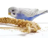 Un pappagallino azzurro e bianco, con un'espressione di panico semi, si avvicina a un grappolo di panico.