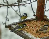 Tre cinciallegre e un codirosso si nutrono su una mangiatoia con semi misti, tra cui miglio rosso, in una giornata invernale.