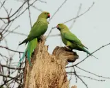 Due pappagalli verdi grandi, con becco rosso, si posano su un tronco secco, circondati da rami spogli.