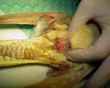 Esame di un uccello con uova non fecondate visibili.