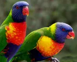 Due lorichetto arcobaleno, con piumaggio vibrante, si stagliano su uno sfondo verde sfocato.