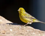 Cardellino femmina, con piumaggio giallo e striature grigie, posa su una roccia. Il suo canto risuona nell'aria.