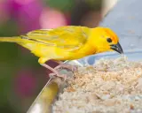 Un canarino giallo brillante mangia briciole su un piatto. Ecco cosa mangiano i canarini: semi e granaglie.