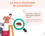 Le pulci muoiono in lavatrice se la temperatura supera i 50-60°. A temperature più basse, pulci e uova sopravvivono.