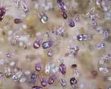 Un gruppo di acari rossi e trasparenti, simili a pulci, si muove su una superficie chiara. Alcuni hanno corpi rossi brillanti, altri sono quasi trasparenti con zampe sottili.