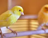 Due canarini gialli su un posatoio, uno a fuoco, l'altro sfocato. Sembra che stiano per iniziare il loro canto del canarino.
