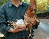 Un contadino tiene un cesto con uova di uccelli piccoli e una gallina.