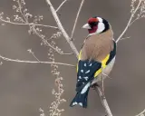 Un piccolo cardellino femmina, con il suo piumaggio colorato, si posa su un ramo secco tra le infiorescenze.