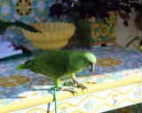 Un pappagallo verde, uno dei tanti pappagalli piccoli, si posa su un tavolo piastrellato con motivi floreali.