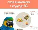 Ecco cosa mangiano gli inseparabili: 75% frutta e verdura, 20% mangime e 5% premi.