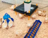 Pulcini in un recinto con mangiatoia blu e una lampada riscaldante. Sono pronti per la loro prima da pappetta.