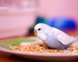 Un parrocchetto bianco e azzurro mangia semi misti da un piatto. Ecco cosa mangiano i parrocchetti per una dieta equilibrata.