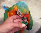 Un colorato pappagallo, con piume verdi, arancioni e blu, becca da un tappo verde tenuto da una mano. Sembra un cucciolo di pappagallo, curioso e affamato.