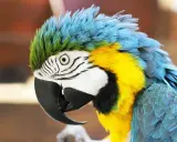 Un pappagallo ara blu e giallo, con le piume arruffate, sembra pensieroso. Cosa vuol dire quando il pappagallo si gonfia? Potrebbe essere un segno di benessere o di freddo.