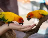 Due pappagalli solari, con piume gialle e arancioni, mangiano dalla mano di una persona.