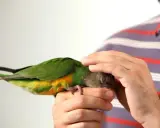 Un uomo accarezza un pappagallo verde e giallo, mostrando un metodo per come addestrare un pappagallo con pazienza e affetto.