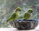 Due pappagalli verdi, uno con la coda lunga, siedono in una ciotola decorata. Sembrano un pappagallo senza piume per la loro pelle liscia.