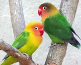 Due agapornis fischeri colorati, uno giallo e arancio, l'altro con testa marrone, verdi e blu, appollaiati su rami.