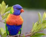 Pappagallo arcobaleno su ramo, nel suo habitat naturale. I colori vivaci del piumaggio si fondono con il verde delle foglie.