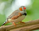 Un bengalini con becco rosso e guance arancioni, posato su un ramo. Questi uccelli amano semi e piccoli insetti, scopri cosa mangiano i bengalini!