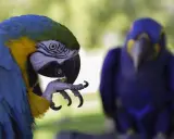 Un pappagallo blu e giallo si pulisce le piume, forse cercando rimedi naturali per l'autodeplumazione. Un altro pappagallo blu è sfocato sullo sfondo.